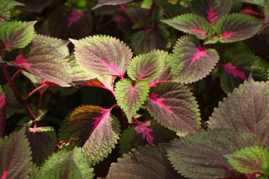 Sri Lanka bahçesinde canlı çiçek yaprakları