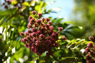 Sri Lanka bahçesinde canlı çiçek yaprakları