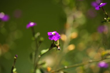 Sri Lanka bahçesinde canlı çiçek yaprakları