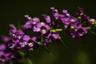 Sri Lanka bahçesinde canlı çiçek yaprakları