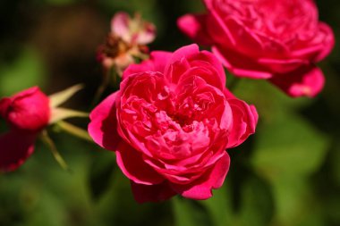 Sri Lanka bahçesinde canlı çiçek yaprakları