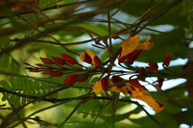 Sri Lanka bahçesinde canlı çiçek yaprakları