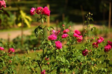 Sri Lanka bahçesinde canlı çiçek yaprakları