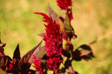 Sri Lanka bahçesinde canlı çiçek yaprakları