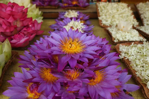 斯里兰卡花园生机勃勃的花瓣 — 图库照片