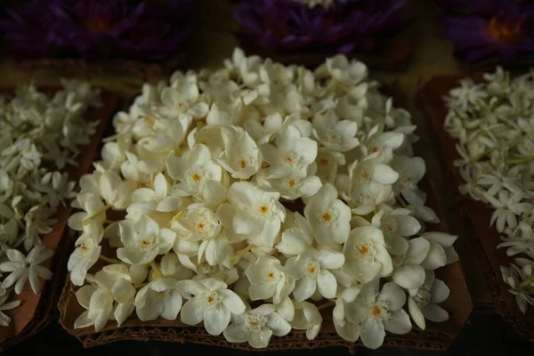 Pétalas Flores Vibrantes Jardim Sri Lanka — Fotografia de Stock