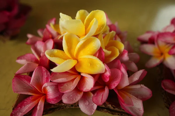 Vibrantes Pétalos Flores Jardín Sri Lanka — Foto de Stock