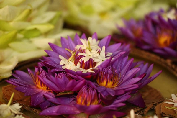 Pétalas Flores Vibrantes Jardim Sri Lanka — Fotografia de Stock