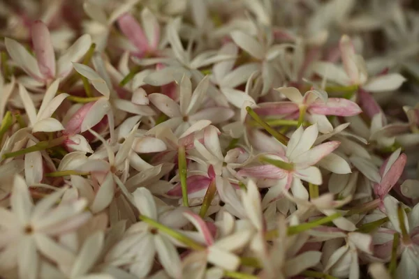 Pétales Fleurs Vibrantes Dans Jardin Sri Lanka — Photo