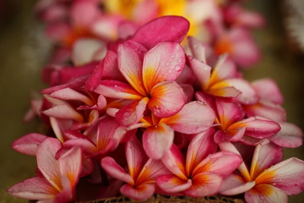 Vibrerande Blomblad Trädgården Sri Lanka — Stockfoto