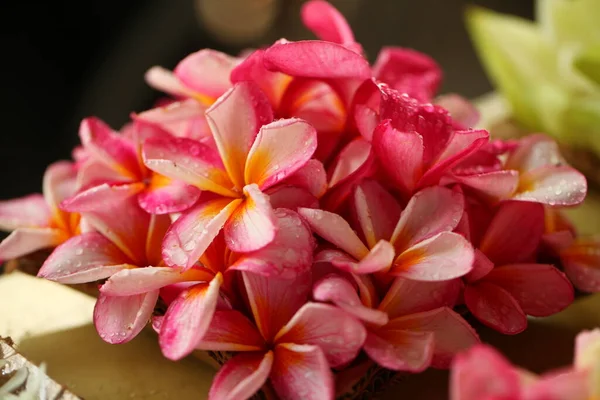 斯里兰卡花园生机勃勃的花瓣 — 图库照片