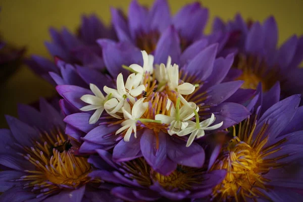 Vibrant Flower Petals Garden Sri Lanka — Stock Photo, Image