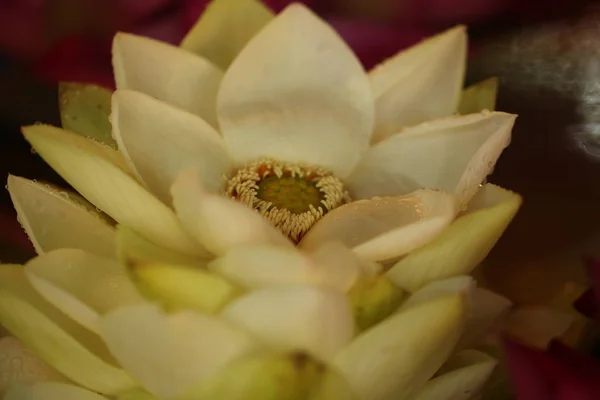 Vibrantes Pétalos Flores Jardín Sri Lanka — Foto de Stock