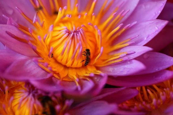 Lebendige Blütenblätter Garten Sri Lankas — Stockfoto