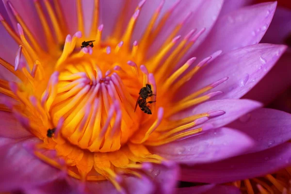 Lebendige Blütenblätter Garten Sri Lankas — Stockfoto