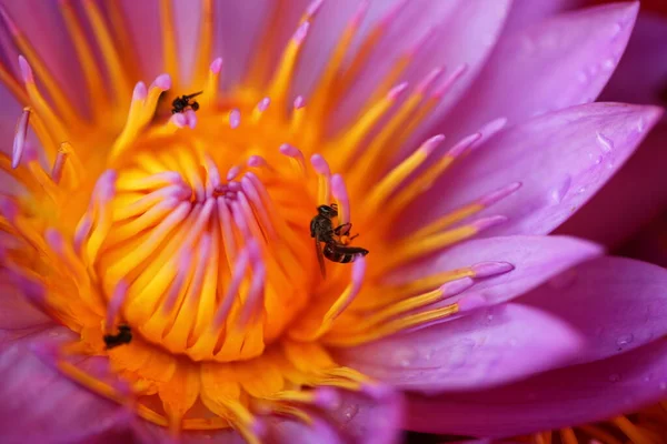 Lebendige Blütenblätter Garten Sri Lankas — Stockfoto