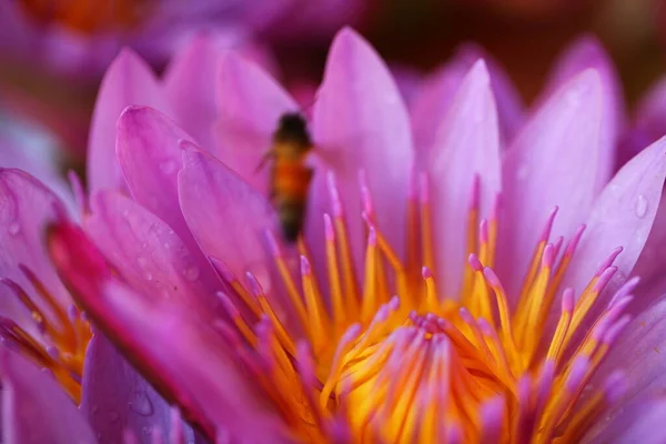 Lebendige Blütenblätter Garten Sri Lankas — Stockfoto