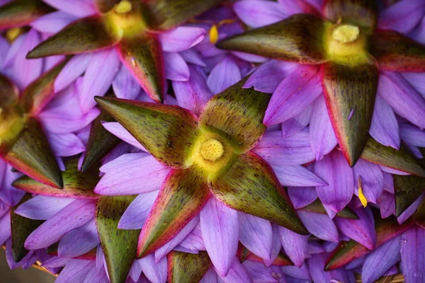 Pétalas Flores Vibrantes Jardim Sri Lanka — Fotografia de Stock