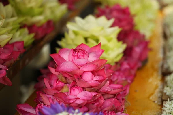 Pétalas Flores Vibrantes Jardim Sri Lanka — Fotografia de Stock