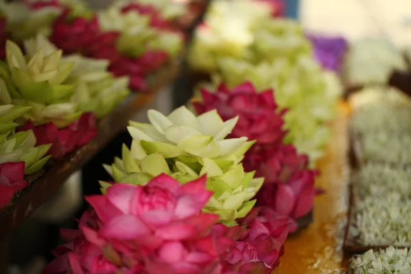 Pétalas Flores Vibrantes Jardim Sri Lanka — Fotografia de Stock
