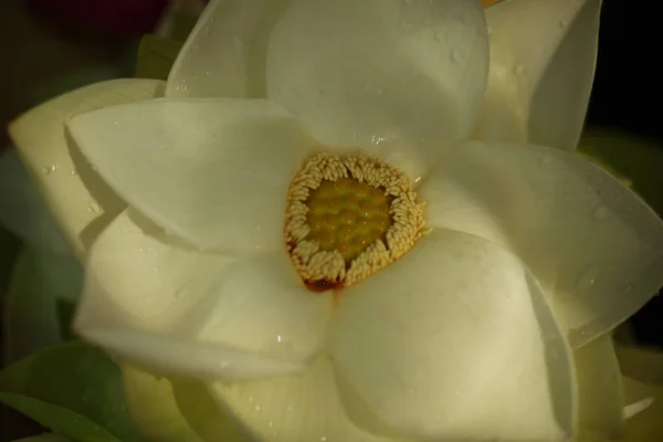 Sri Lanka Bahçesinde Canlı Çiçek Yaprakları — Stok fotoğraf
