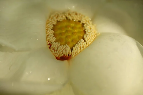 Petali Fiori Vibranti Giardino Sri Lanka — Foto Stock