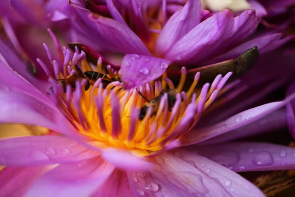 Lebendige Blütenblätter Garten Sri Lankas — Stockfoto