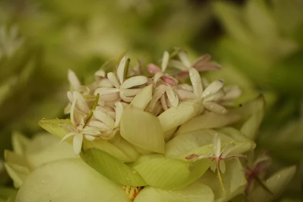 Pétales Fleurs Vibrantes Dans Jardin Sri Lanka — Photo