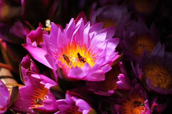 Lebendige Blütenblätter Garten Sri Lankas — Stockfoto