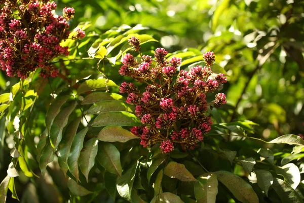 Pétales Fleurs Vibrantes Dans Jardin Sri Lanka — Photo