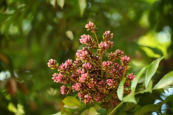 Pétales Fleurs Vibrantes Dans Jardin Sri Lanka — Photo