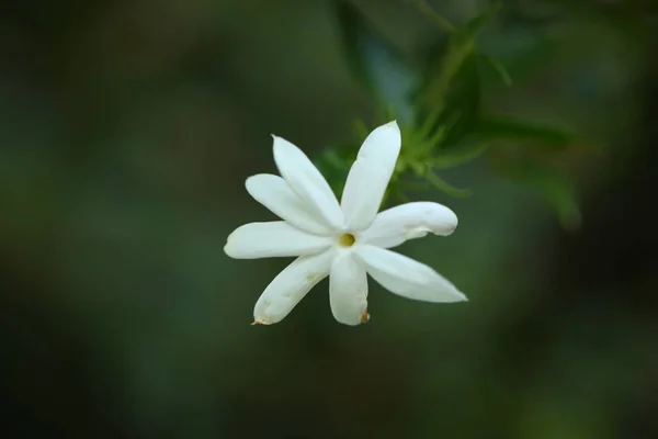 斯里兰卡花园生机勃勃的花瓣 — 图库照片