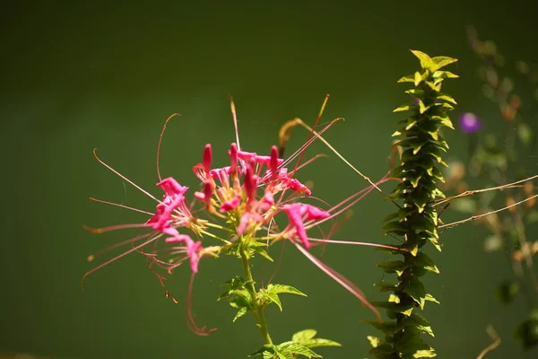 Pétales Fleurs Vibrantes Dans Jardin Sri Lanka — Photo