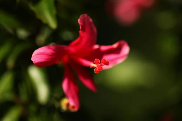 Pétales Fleurs Vibrantes Dans Jardin Sri Lanka — Photo