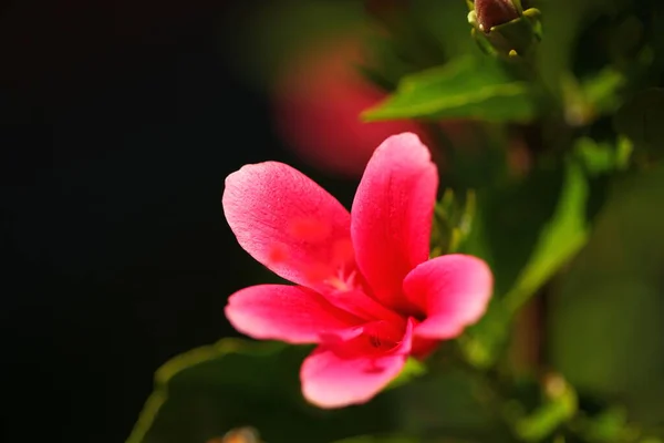 Vibrant Flower Petals Garden Sri Lanka — Stock Photo, Image