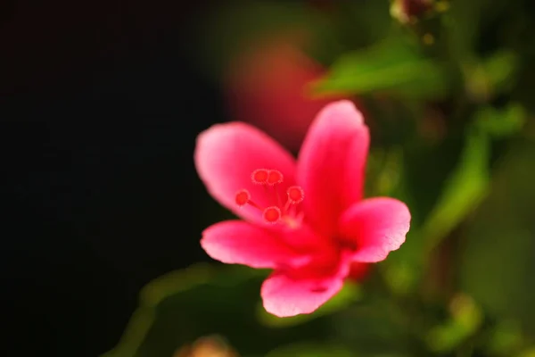 Pétalas Flores Vibrantes Jardim Sri Lanka — Fotografia de Stock