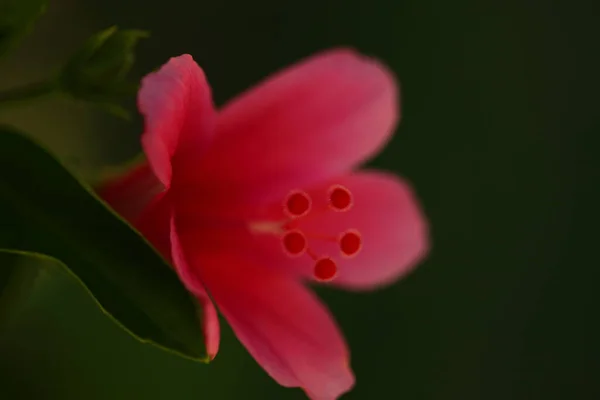 Živé Okvětní Lístky Květin Zahradě Srí Lanka — Stock fotografie