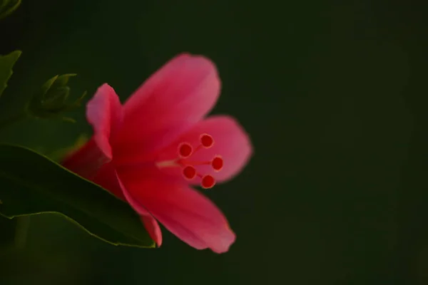 Vibrantes Pétalos Flores Jardín Sri Lanka — Foto de Stock