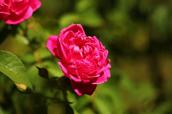 斯里兰卡花园生机勃勃的花瓣 — 图库照片