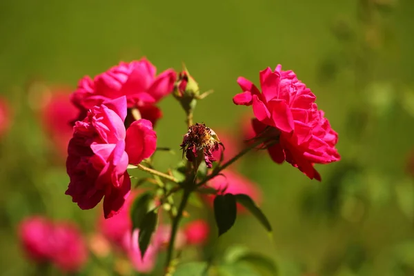 Vibrant Flower Petals Garden Sri Lanka — Stock Photo, Image