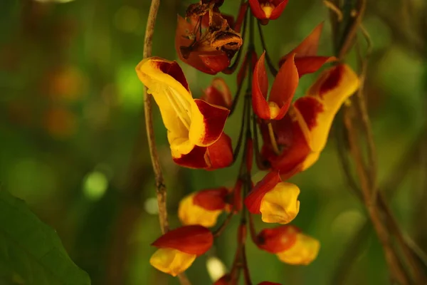 Pétales Fleurs Vibrantes Dans Jardin Sri Lanka — Photo