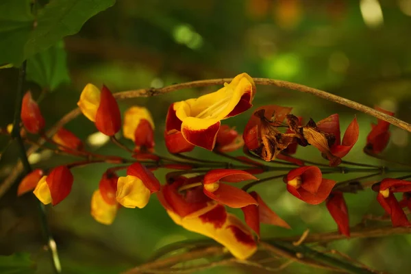 Pétales Fleurs Vibrantes Dans Jardin Sri Lanka — Photo