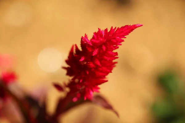 Живые Лепестки Цветов Саду Шри Ланки — стоковое фото