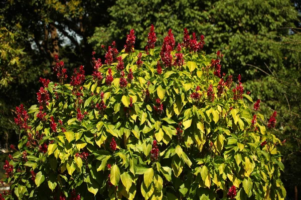 Pétales Fleurs Vibrantes Dans Jardin Sri Lanka — Photo