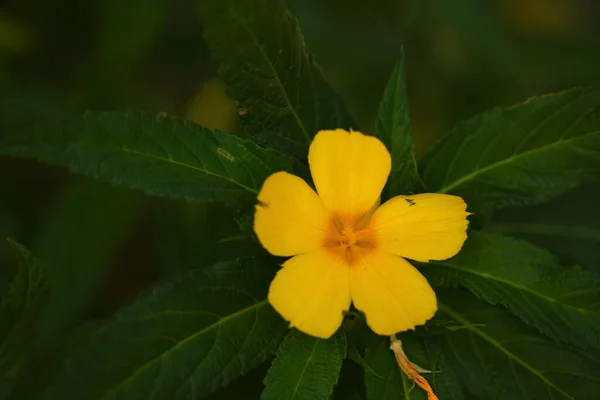 Vibrantes Pétalos Flores Jardín Sri Lanka — Foto de Stock