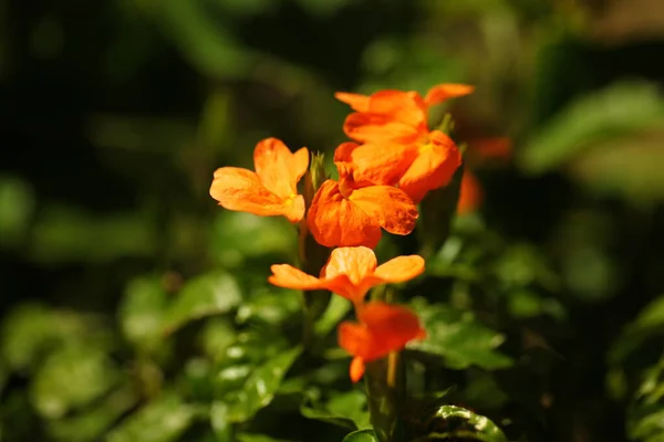 Живые Лепестки Цветов Саду Шри Ланки — стоковое фото
