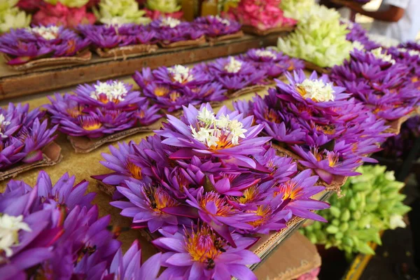 Vibrant Flower Petals Garden Sri Lanka Stock Image