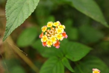 Çiçekler tropik Sri Lanka bahçesinde