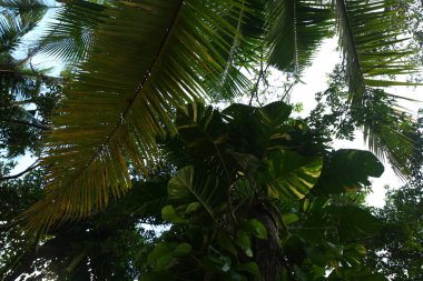 Çiçekler tropik Sri Lanka bahçesinde