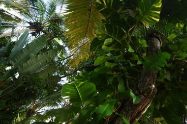 Çiçekler tropik Sri Lanka bahçesinde